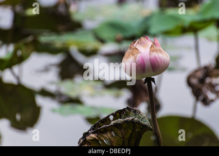 Pink Lotus im Sumpf der Natur Stockfoto