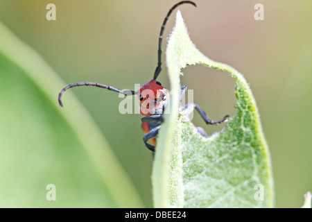 Rote Wolfsmilch Käfer (Tetraopes Tetrophthalmus) Stockfoto