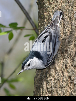 Eine niedliche kleine Vogel, The White Breasted Kleiber In A typischen Pose, Sitta carolinensis Stockfoto