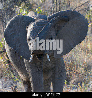 Young African Bush Elefanten Etosha Nationalpark Namibia Afrika Stockfoto