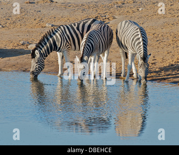 drei Burchell Zebra trinken vom Wasserloch in Okaukuejo Etosha Nationalpark Namibia Afrika Stockfoto