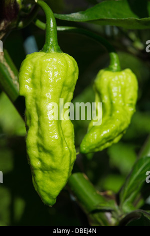 Die Bhut Jolokia Chili, einer der heißesten Chilischoten in der Welt (siehe Textbox für weitere Informationen und andere Namen). Stockfoto