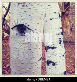 Nahaufnahme von Schnitzereien auf Baum im Wald Stockfoto