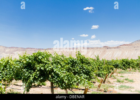 Veneard mit Blick auf Grand Junction Buttes. Stockfoto