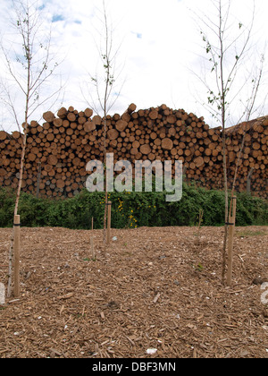 Neu gepflanzte Bäume vor Anmeldung Lagerfläche, Devon, UK 2013 Stockfoto
