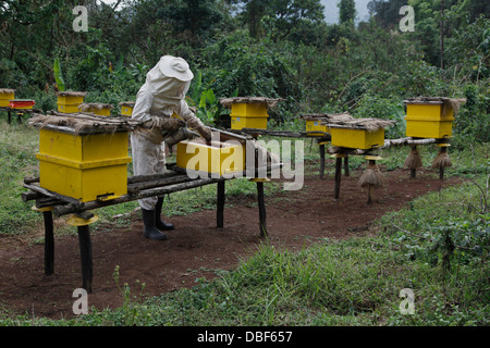 Honig-Produktion bei einer Genossenschaft in der westlichen Region von Äthiopien, Afrika Stockfoto