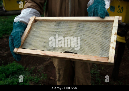 Honig-Produktion bei einer Genossenschaft in der westlichen Region von Äthiopien, Afrika Stockfoto