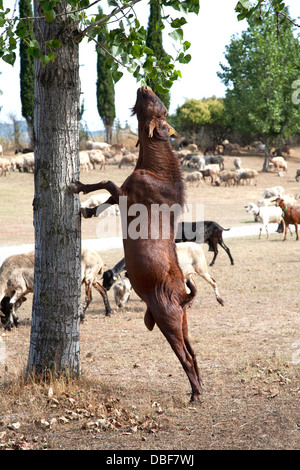 Ziege stehend auf Hinterbeinen Blätter von einem Baum zu essen. Stockfoto