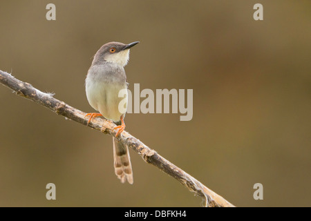 Grey-breasted Prinia (Prinia Hodgsonii) Stockfoto