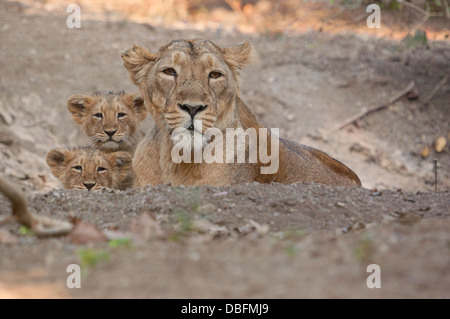 asiatische Löwin (Panthera Leo Persica), mit jungen Stockfoto