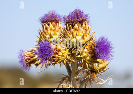 Lebendige Milch Distel Blumen, Nahaufnahme Stockfoto