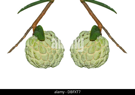 Custard Apple Obst auf weißem Hintergrund Stockfoto