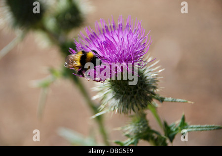 Hummel auf der Suche nach Nektar auf einer Distel, die schottische Nationalblume Stockfoto