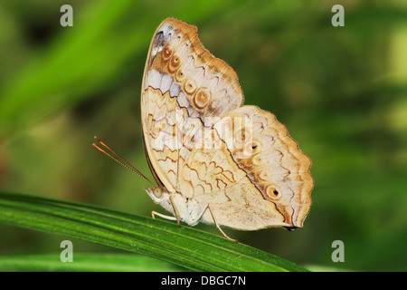 Ein Schmetterling, der graue Stiefmütterchen Schmetterling, Iunonia Atlites, gebürtige nach Indien Stockfoto