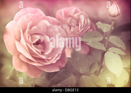 Romantische Rosa Rosen Blüten mit Wassertropfen zu abstrahieren. Blumenkarte mit selektiver Weichzeichner. Vintage-Stil-Verarbeitung Stockfoto