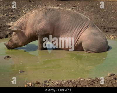 Schweine an einem heißen Tag in der englischen Landschaft herumliegen Stockfoto