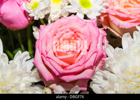 Rosa Rosen und weißen Blüten. Stockfoto