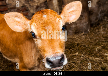 Ein Bild des jungen Jersey Kuh steht in der Scheune Stockfoto