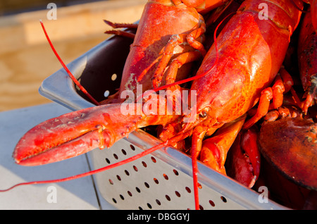 Massachusetts, Martha es Vineyard Vineyard Haven. Traditionelle Neuengland Hummer backen. Ganze gedämpfter Hummer. Stockfoto