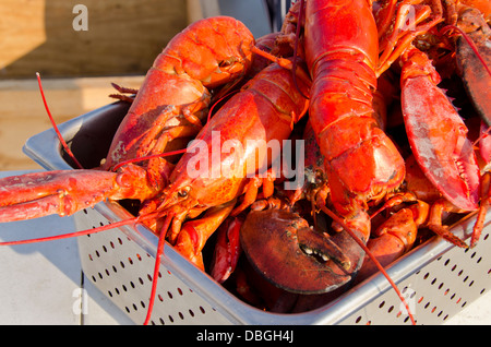 Massachusetts, Martha es Vineyard Vineyard Haven. Traditionelle Neuengland Hummer backen. Ganze gedämpfter Hummer. Stockfoto