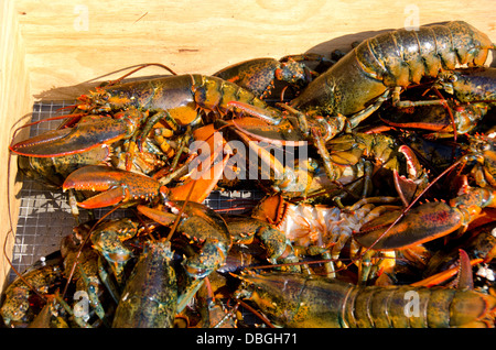 Massachusetts, Martha es Vineyard Vineyard Haven. Traditionelle Neuengland Hummer backen. Gesamten lebenden Hummern. Stockfoto