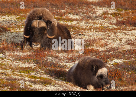 Moschusochsen, Ovibos Moschatus, Erwachsenen und Jugendlichen, im Dovrefjell Nationalpark, Dovre, Norwegen. Stockfoto