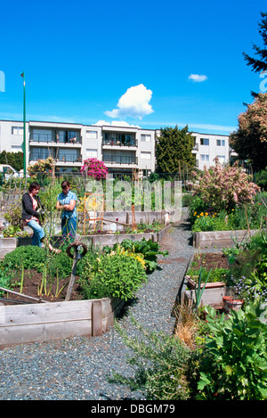 Gemeinschaftsgarten, Stadtgärten, North Vancouver, BC, Britisch-Kolumbien, Kanada - nachhaltige Stadt Gartenarbeit Zuteilung, Frühling Stockfoto