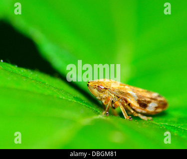 Makroaufnahme eines Insekts Leafhopper thront auf einem grünen Blatt. Stockfoto