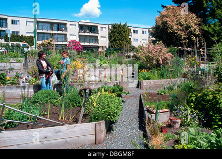 Gemeinschaftsgarten, Stadtgärten, North Vancouver, BC, Britisch-Kolumbien, Kanada - nachhaltige Stadt Gartenarbeit Zuteilung, Frühling Stockfoto