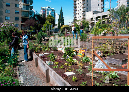 Gemeinschaftsgarten, Stadtgärten, North Vancouver, BC, Britisch-Kolumbien, Kanada - nachhaltige Stadt Gartenarbeit Zuteilung, Frühling Stockfoto