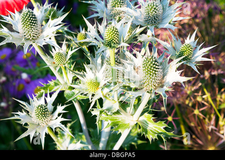 Typische englische Garten Pflanzen Blumen Eryngium Giganteum Miss Wilmott Ghost oder riesigen Meer Holly Stockfoto