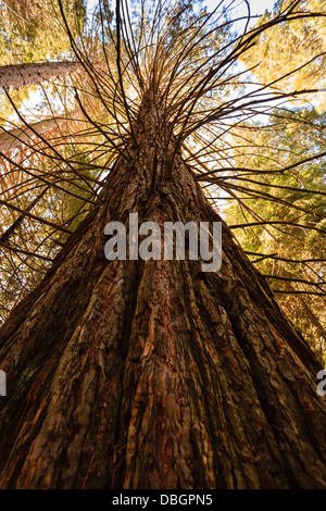 Sequoiadendron Giganteum erreicht Giant Sequoia Redwood Baumstamm bis zum blauen Himmel am oberen Rand der Wald-Decke Stockfoto