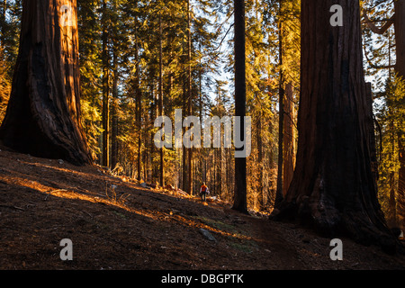 Sonnenlicht dringt durch Baumstämme zu Boden am Berghang im Kings Canyon Nationalpark, Kalifornien Sierra Nevada Mountains Stockfoto