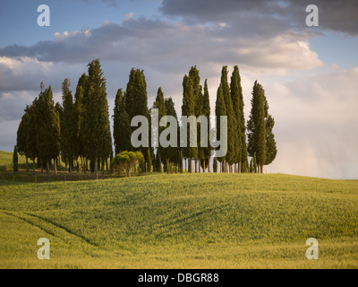 Gruppe von Zypresse im toskanischen Landschaft des Val d ' Orcia als die Sonne beginnt zu setzen Stockfoto