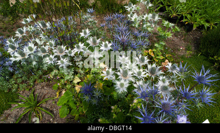 Eryngium blaue Distel Blume am Kindergarten in St. Davids Pembrokeshire Wales UK Stockfoto