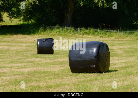 Ballen Heu eingewickelt in schwarzem Polyethylen Stockfoto