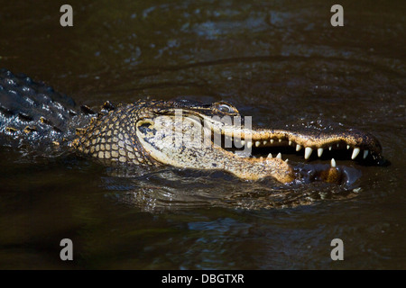 AMERIKANISCHER ALLIGATOR (Alligator Mississippiensis) ernähren sich von Fischen in kleinen Pool, Corkscrew Swamp Audubon Sanctuary, Florida, USA. Stockfoto