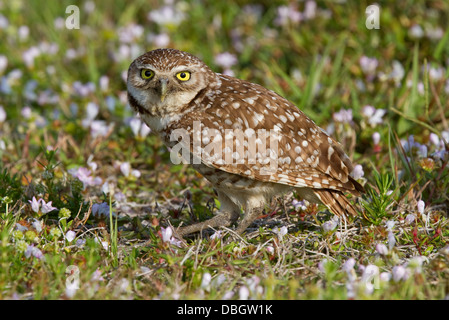 KANINCHENEULE (Athene Cunicularia) unter den Wildblumen, Cape Coral, Florida, USA. Stockfoto