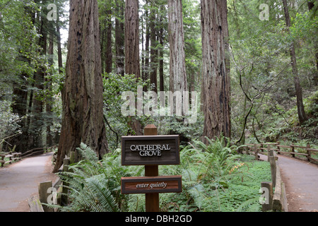 Trail durch die Cathedral Grove Coast Redwoods, Sequoia Sempervirens, Muir Woods National Monument Stockfoto