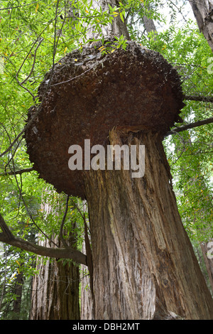 Großen Wurzelholz am Stamm eines Coast Redwood, Sequoia Sempervirens, Muir Woods, nördlichen CA Stockfoto