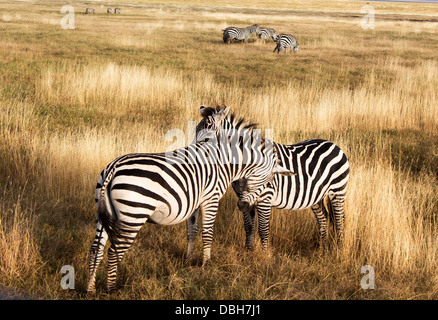 Zebras von Angesicht zu Angesicht in den frühen Morgenstunden im Tarangire National Park, Tansania, Afrika Stockfoto