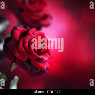 Rote Rosen-design Stockfoto