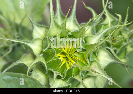 Nahaufnahme einer schönen Öffnung Sonnenblume mit sich wiederholenden Mustern der Symmetrie, die oft in der Natur gefunden wird Stockfoto