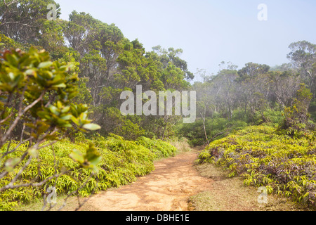 Nebligen Regenwald auf dem Pihea Trail auf Kauai, Hawaii. Stockfoto