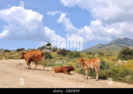 Kuh und Kalb aus frei auf einem Pfad in den korsischen Bergen Stockfoto