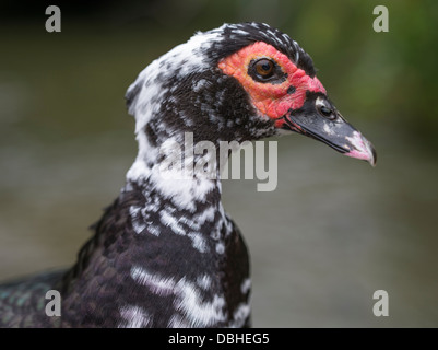 Barbarie-Ente Cairina moschata Stockfoto