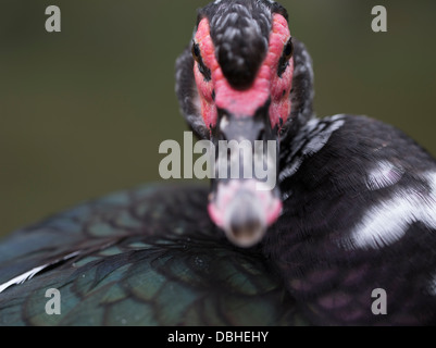 Barbarie-Ente Cairina moschata Stockfoto