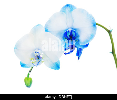 Echte blaue Orchidee Anordnung Herzstück isoliert auf weißem Hintergrund. Stockfoto