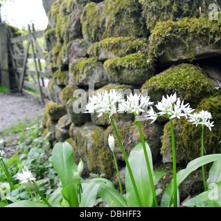 Wilde Knoblauchblüte (Allium ursinum) neben Dry Stone Wall & Gate auf dem Dales Way langer Fußweg Bolton Abbey Wharfedale Yorkshire Stockfoto