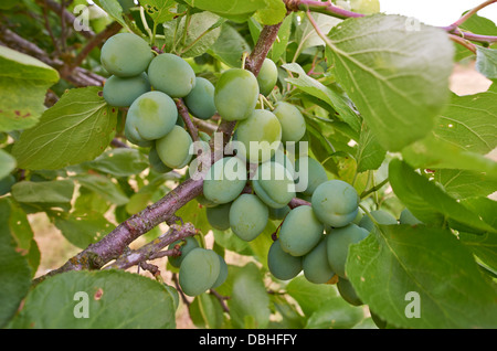 Unreife Pflaumen auf einem Baum auf einer Obstplantage. Stockfoto